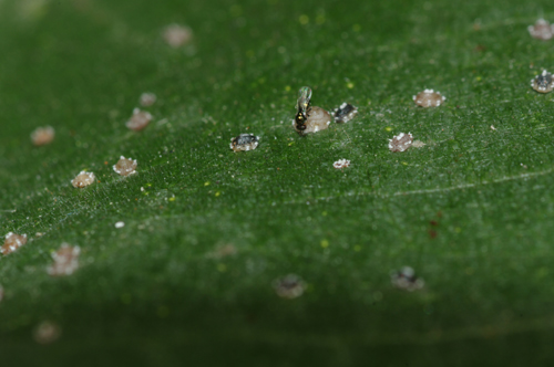 Cocciniglie (Ceroplastes)